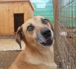 Romeo_pet_village
