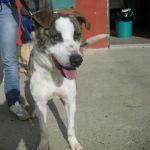 Woody-canile_Galilei_1