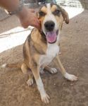 beethoven_pet-village_2