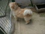 cagnolino_macerata2