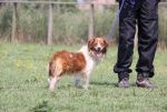 canile-galilei_Balia_1