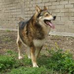 canile-galilei_champagne_1