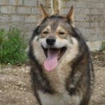 canile-galilei_champagne_2