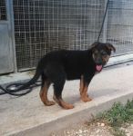 cuccioli-muratella_1