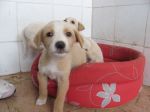 cuccioli6