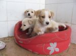 cuccioli7