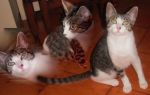 gattini7mesi2