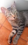 gattini7mesi3