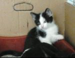 gattini_caravaggio3