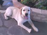 labrador_marche