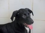 labradorinan3