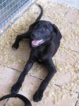 labradorinan4