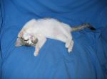 lilu2