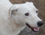 melissa_pet-village_1