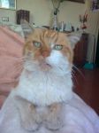 otto1