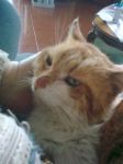 otto2