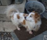 paco1_copy