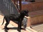 roxy1