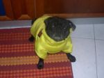 smarrito_carini1