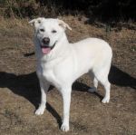 tobia2