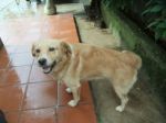 vito2