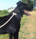 zorro_3