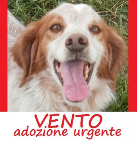 vento_new_copy_copy