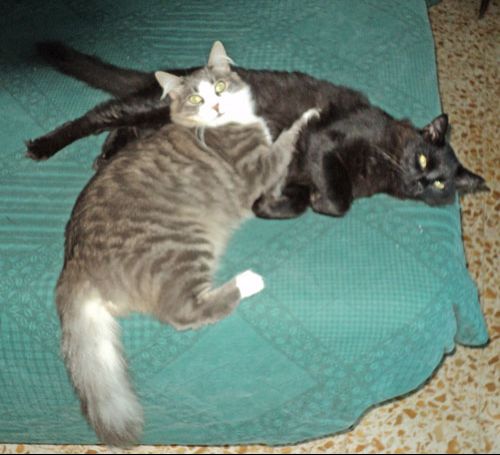 zorba-sid-ed-alessandra