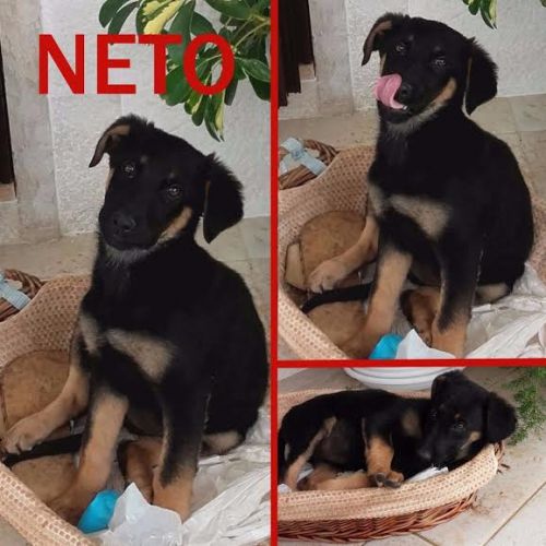 0Neto