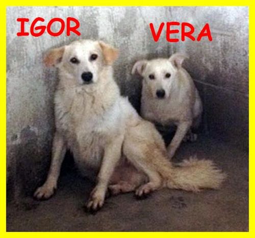 0igor_vera