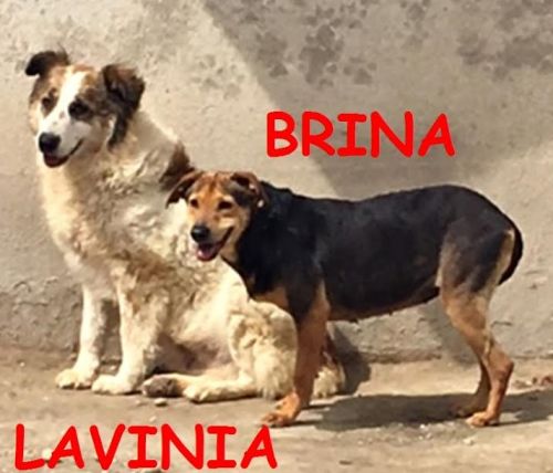 0lavinia_brina