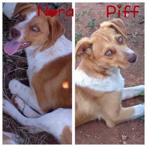 0nora_pifff