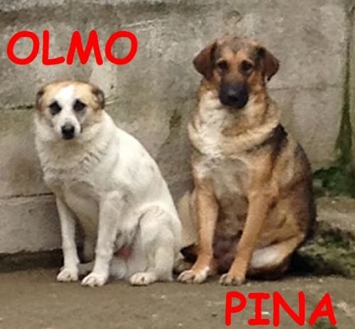 0olmo_pina
