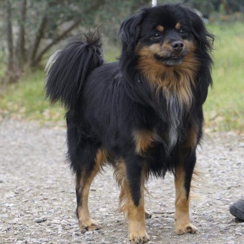 0pallino