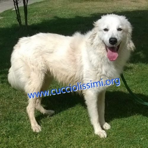 1053-14_canile_muratella_1