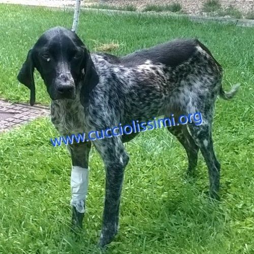 1085-15_canile_muratella