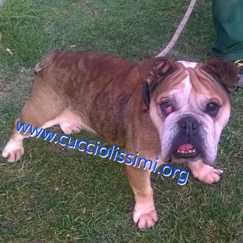 110-15_CANILE_MURATELLA_2