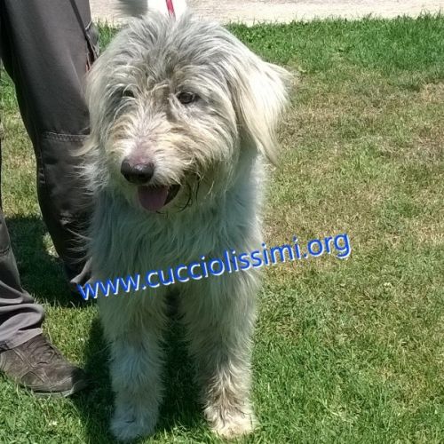 1118-15_canile_muratella_1