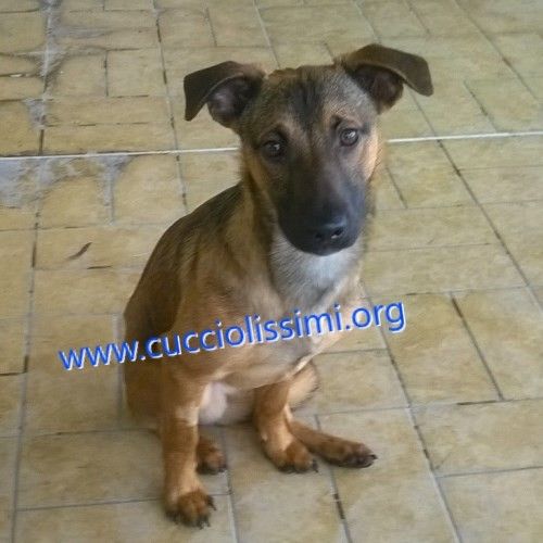 115-15_canile_muratella_1