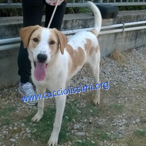 1174-15_canile_muratella_2