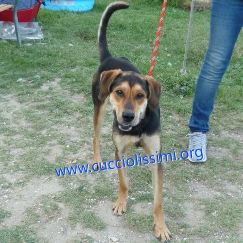 1177-15_canile_muratella_1