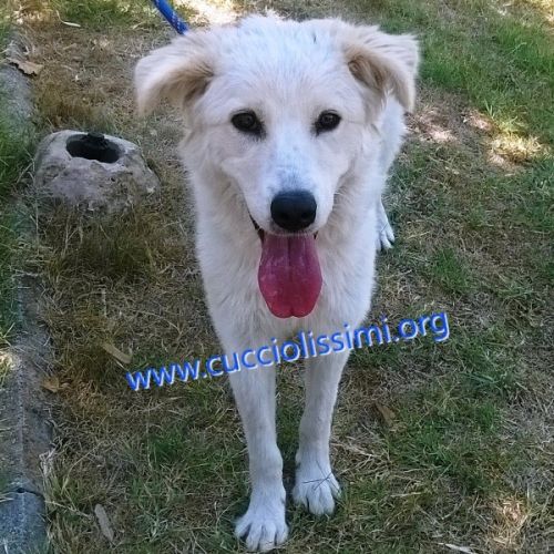 1261-14_canile_muratella_3
