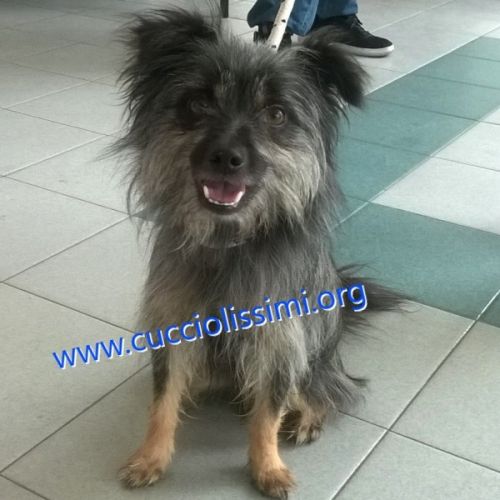 1343-15_canile_muratella_1
