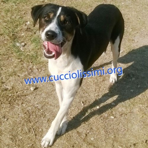 144-15_canile_muratella_2