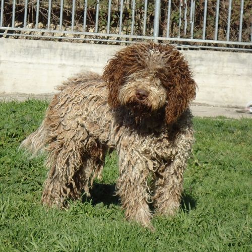 151-13_canile_muratella
