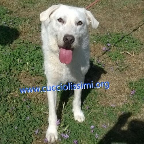 1611-13_canile_muratella_1