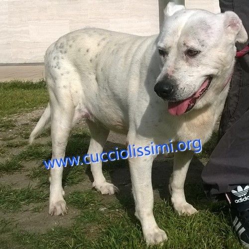 1639-08_canile_muratella