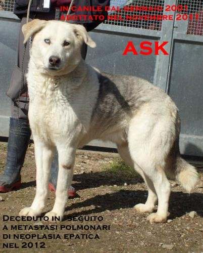 1_ask_in_canile