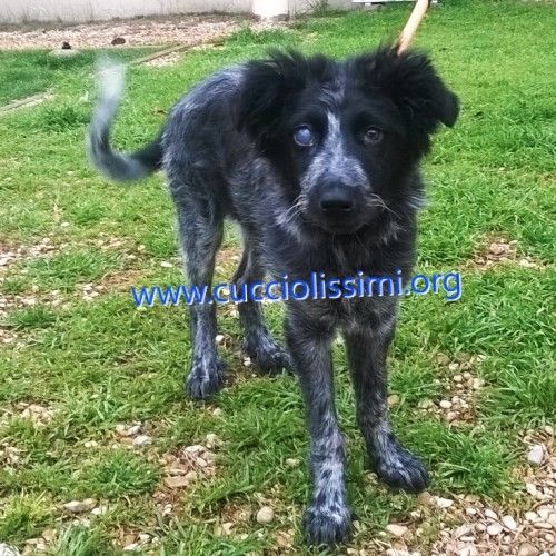213-15_canile_muratella_1