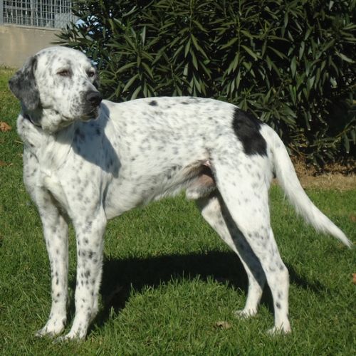 2253-12_canile_muratella